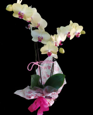 Orquidea