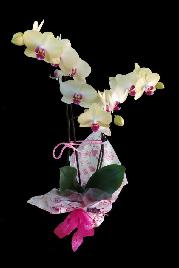 Orquidea
