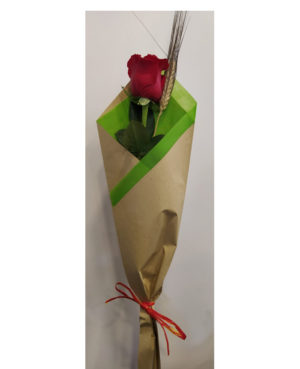 Sant Jordi 14